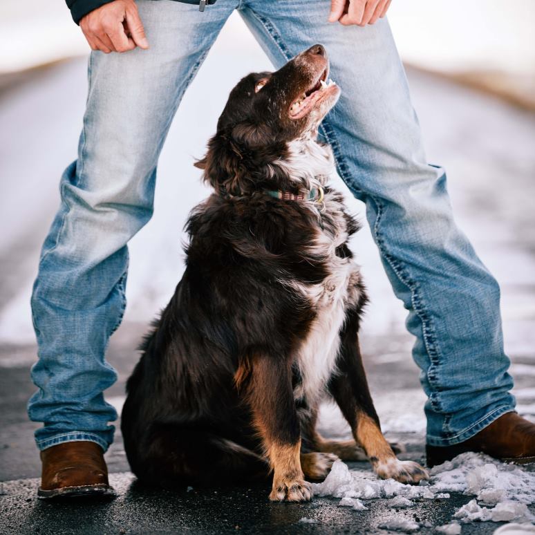 RJ66P489 M2 - Jean stretch coupe bootcut Stirling décontracté Ariat bas Shasta Hommes